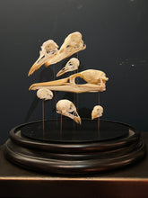Load image into Gallery viewer, Birds Skulls In Glass Bell Jar With Wooden Base