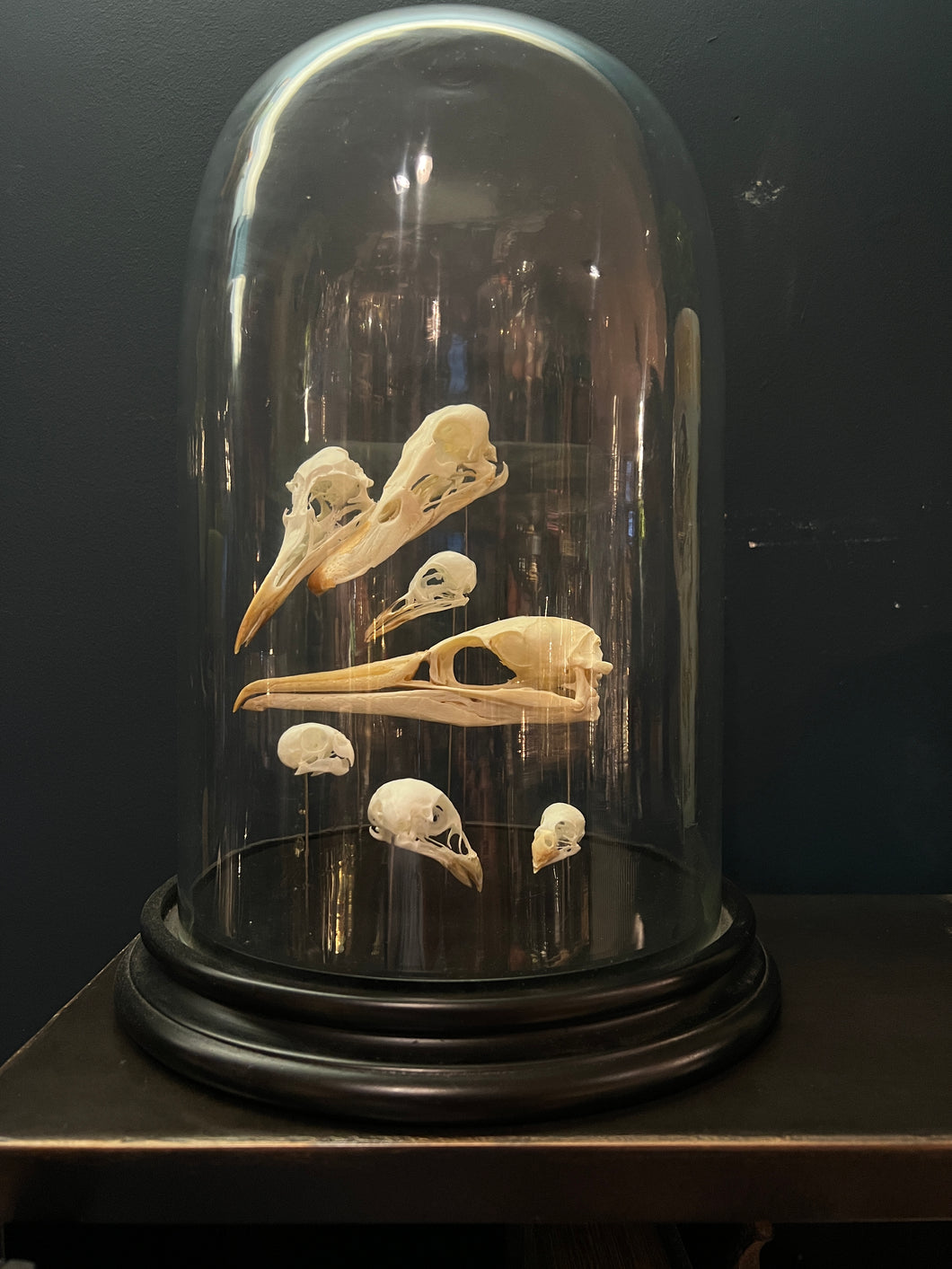 Birds Skulls In Glass Bell Jar With Wooden Base